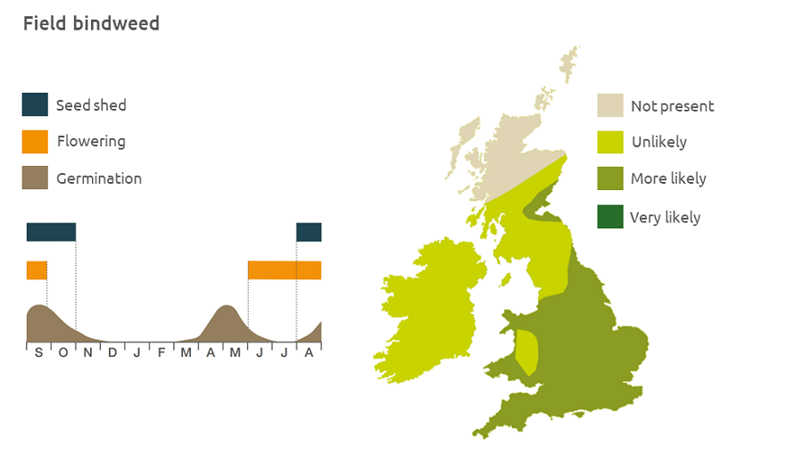 Field bindweed life cycle and UK distribution